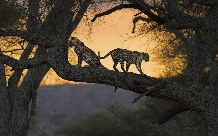 nature, Landscape, Animals, Jaguars HD Wallpaper Desktop Background