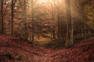 forest, Sun Rays, Trees, Leaves, Hill, Nature, Landscape