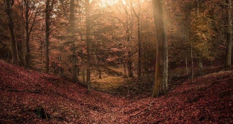 forest, Sun Rays, Trees, Leaves, Hill, Nature, Landscape HD Wallpaper Desktop Background