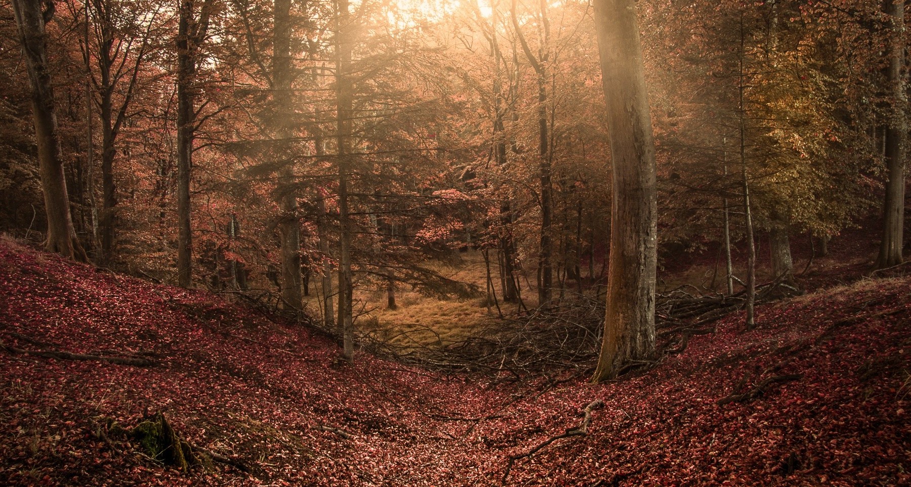 forest, Sun Rays, Trees, Leaves, Hill, Nature, Landscape Wallpaper