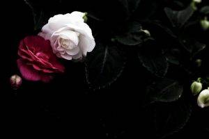 flowers, Rose, Dark