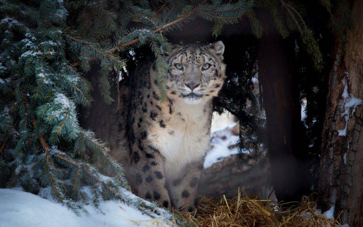 animals, Nature, Snow Leopards HD Wallpaper Desktop Background