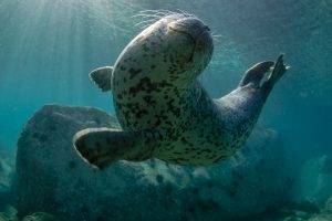 animals, Nature, Seals