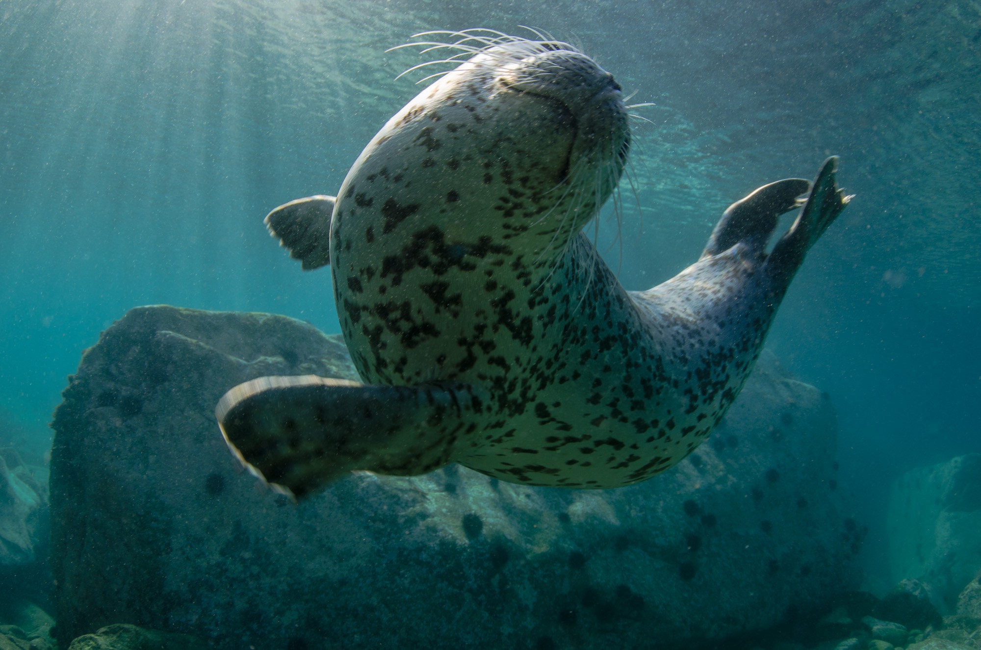 animals, Nature, Seals Wallpaper