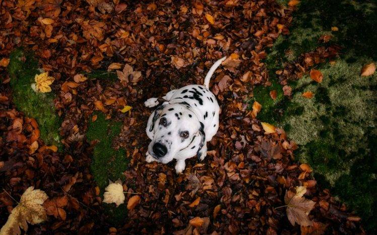 animals, Nature, Dog, Dalmatian, Looking Up HD Wallpaper Desktop Background