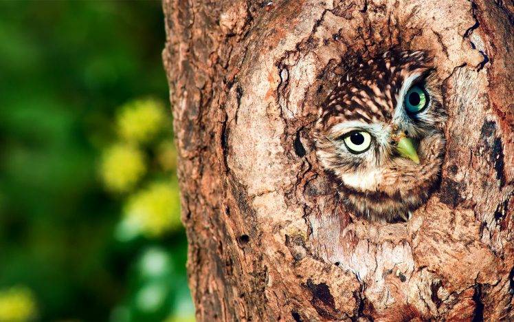 trees, Nature, Animals, Birds HD Wallpaper Desktop Background