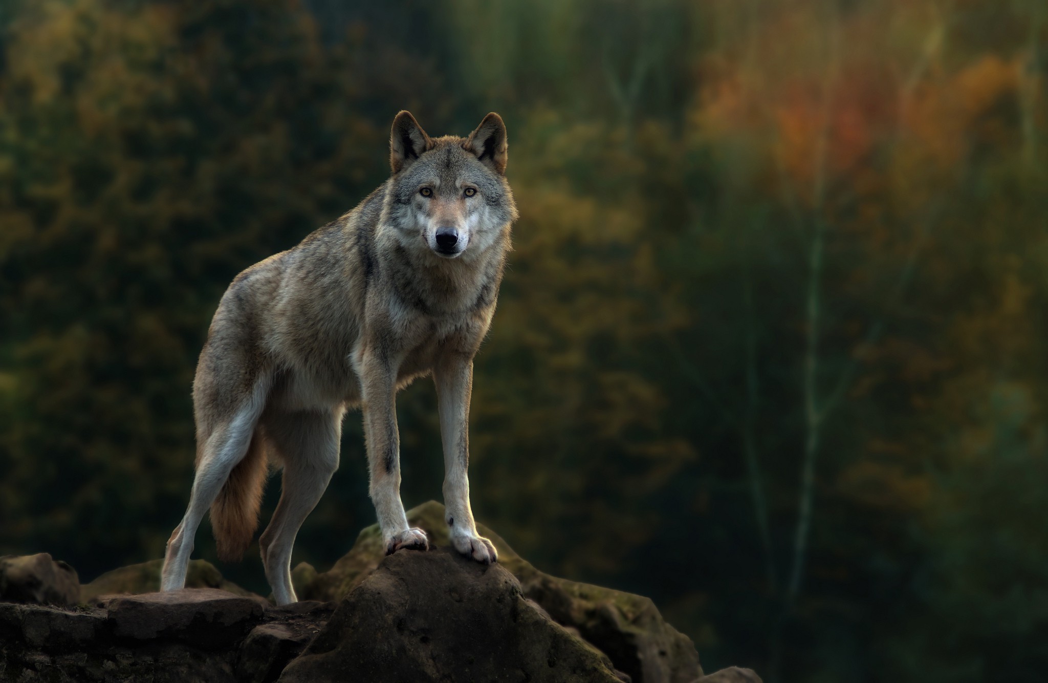 Animals Nature Wolf Wallpapers Hd Desktop And Mobile Backgrounds