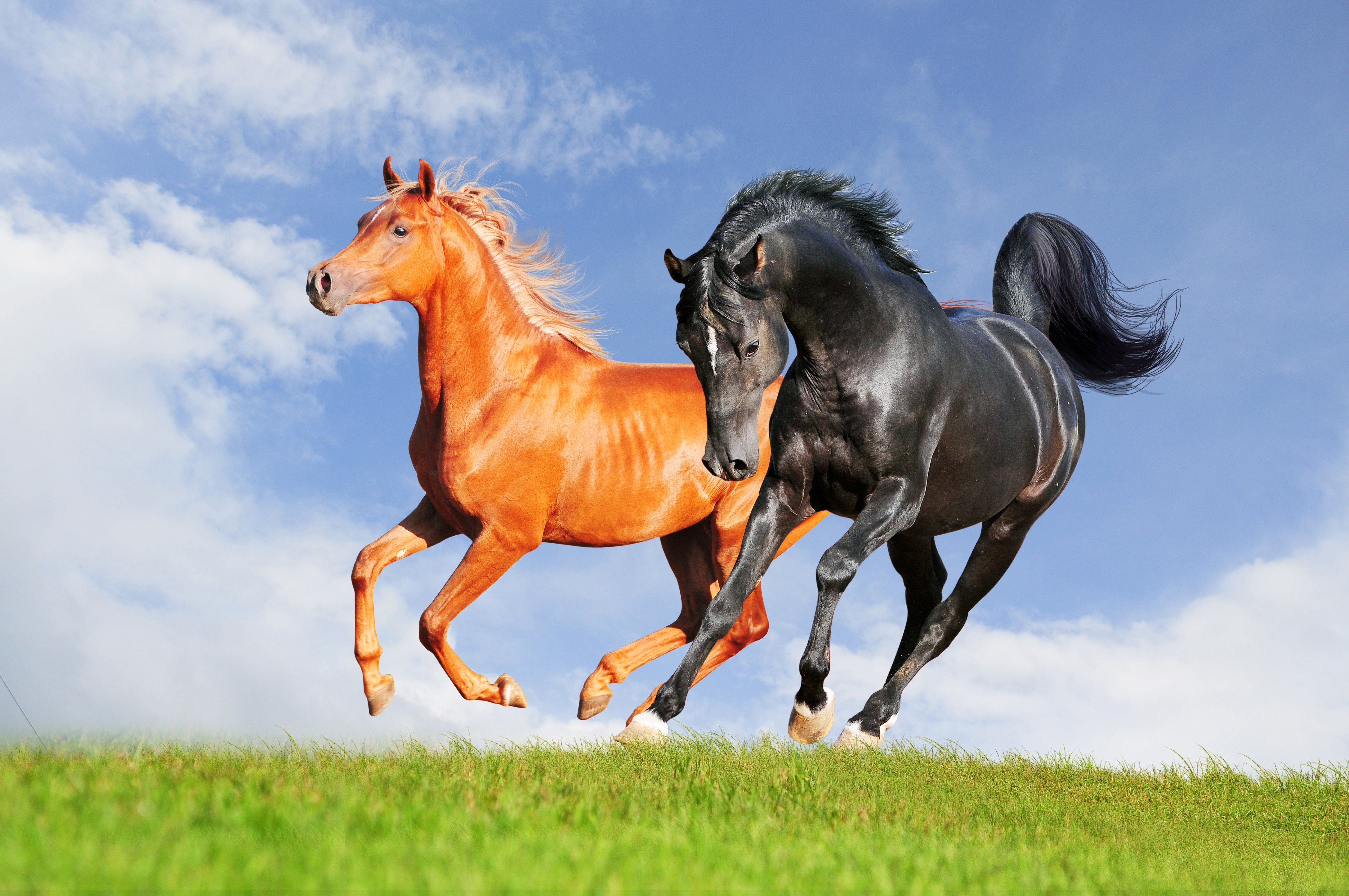 animals Horse  Nature Wallpapers HD  Desktop and Mobile 