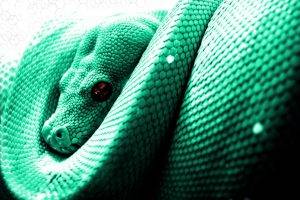 animals, Snake, Python