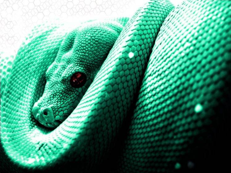 animals, Snake, Python HD Wallpaper Desktop Background