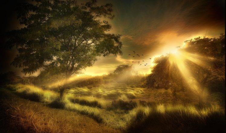 valley, Mist, Sun Rays, Trees, Grass, Sunset, Shrubs, Birds, Flying, Nature, Landscape HD Wallpaper Desktop Background