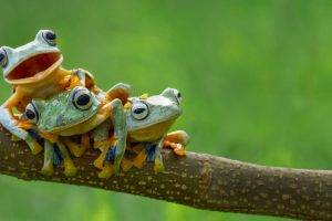 frog, Amphibian, Animals