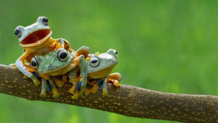 frog, Amphibian, Animals HD Wallpaper Desktop Background