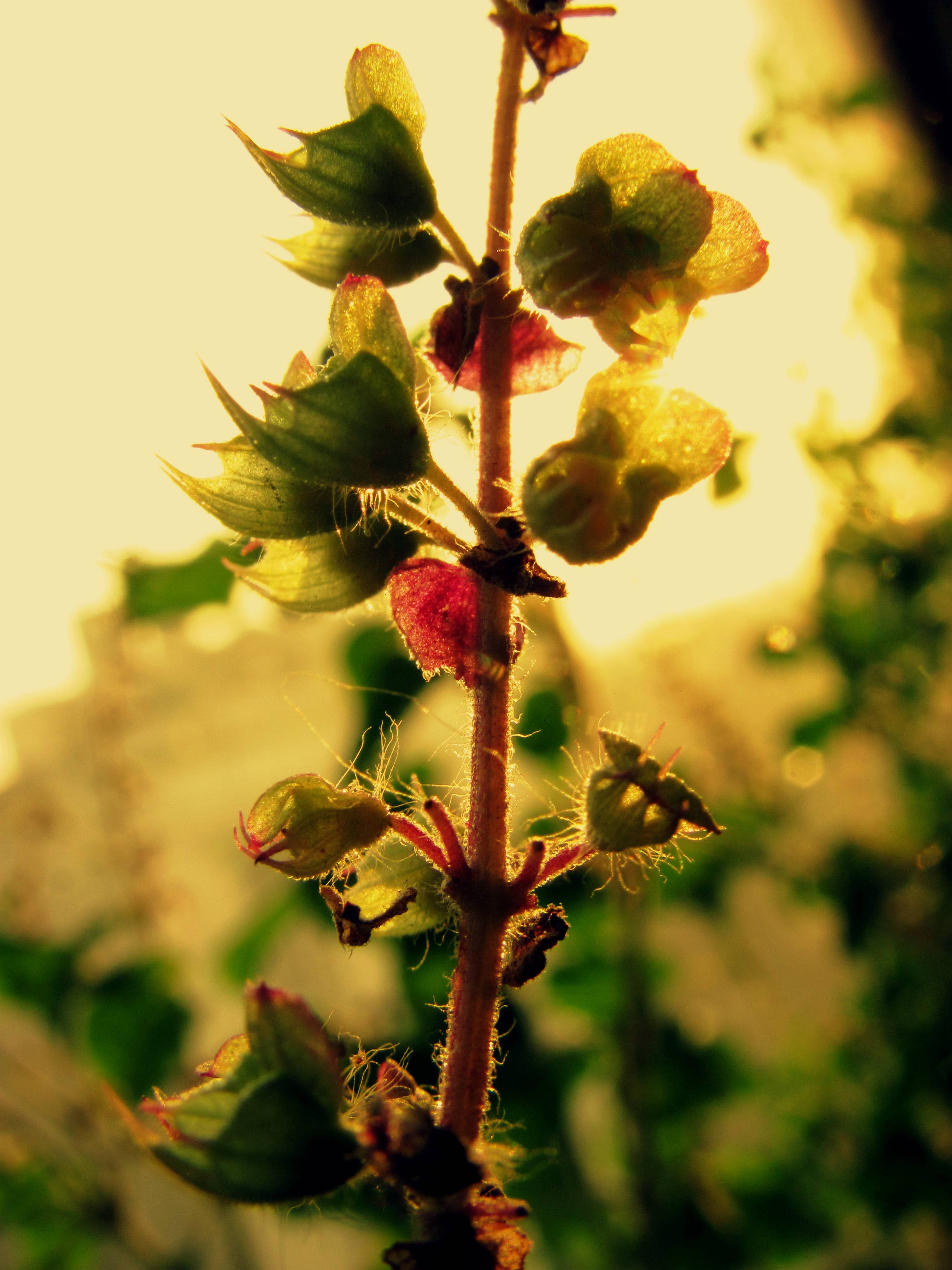 abstract, Nature Wallpaper