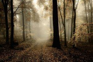 nature, HDR, Mist, Trees, Path, Leaves