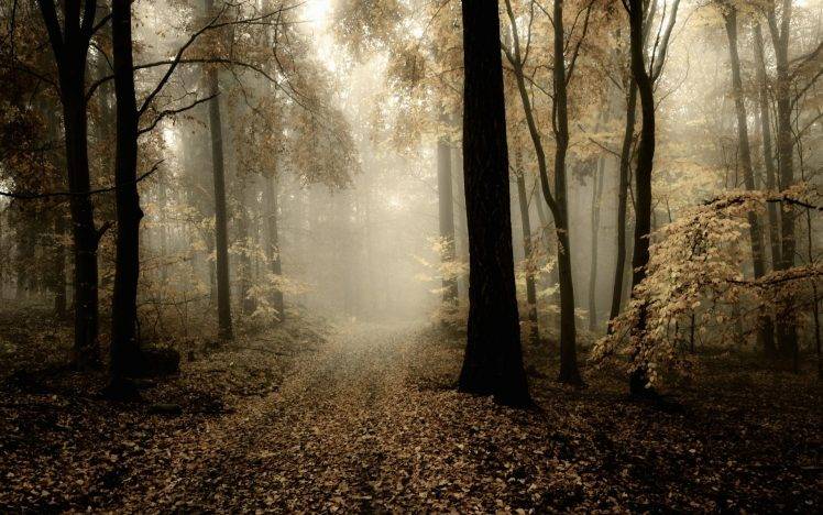 nature, HDR, Mist, Trees, Path, Leaves HD Wallpaper Desktop Background