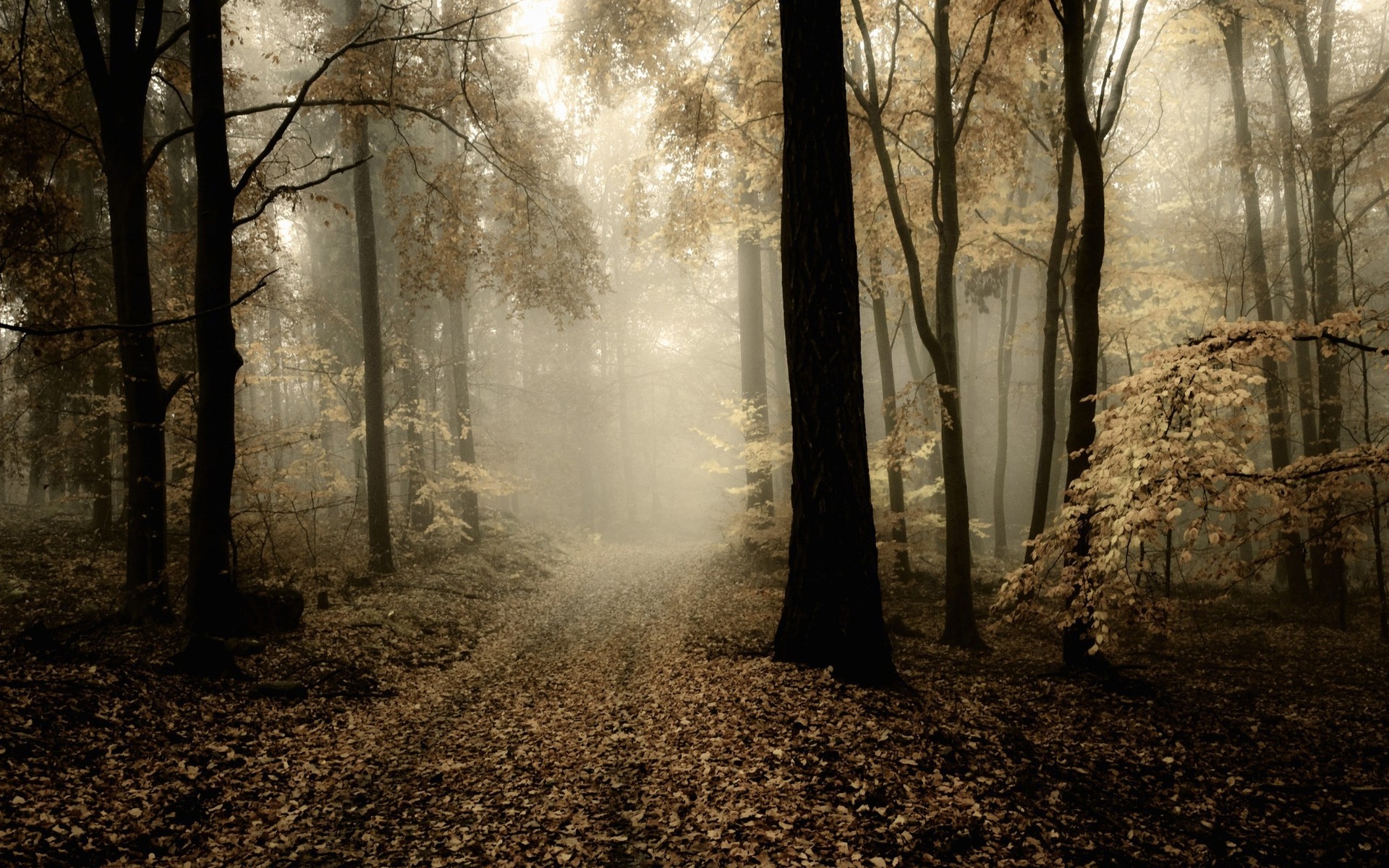 nature, HDR, Mist, Trees, Path, Leaves Wallpaper