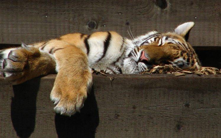 sleeping, Animals, Tiger HD Wallpaper Desktop Background