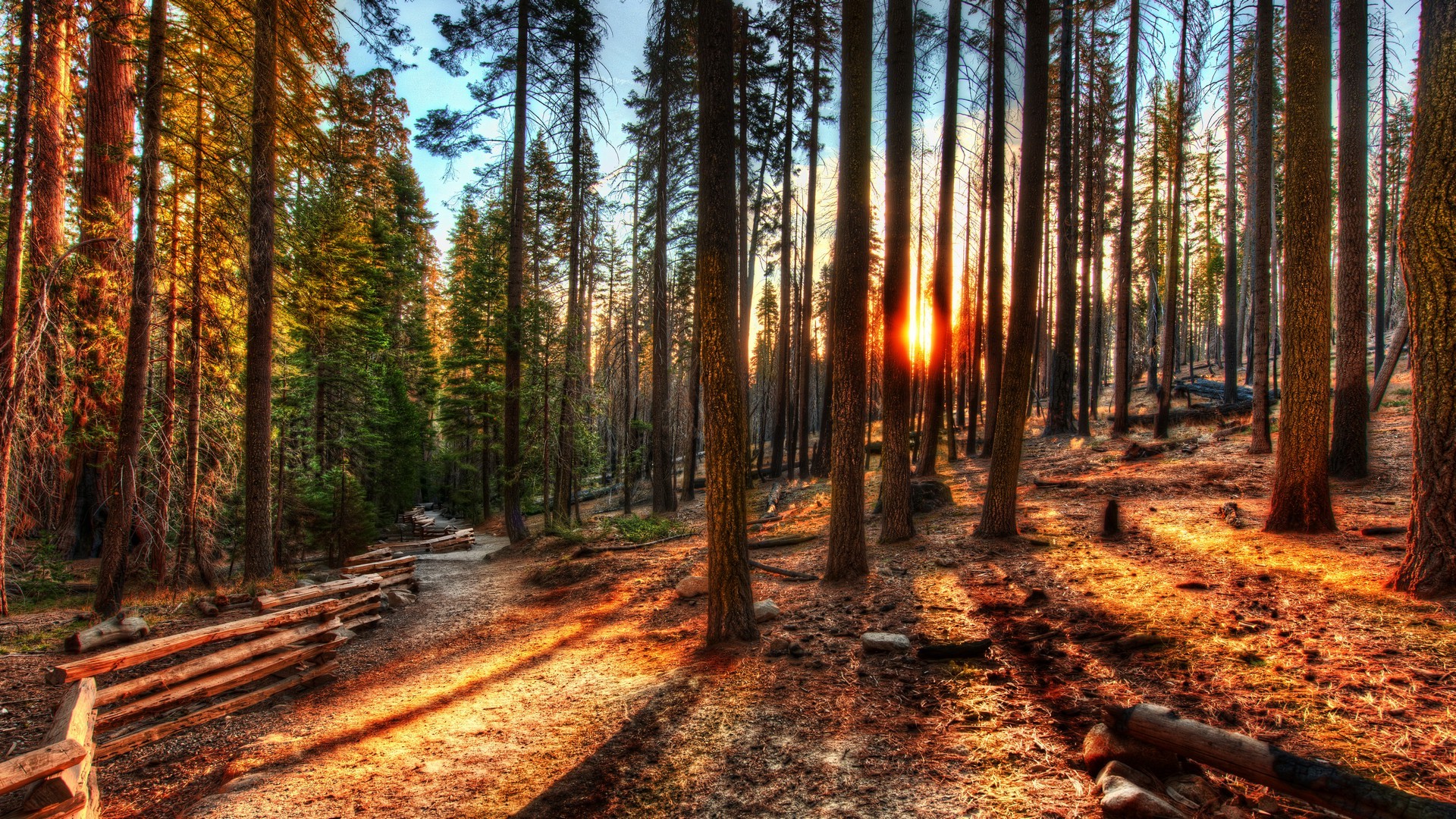 nature, HDR, Sunset, Path, Trees Wallpaper