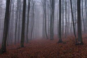 nature, Mist, Trees, Leaves