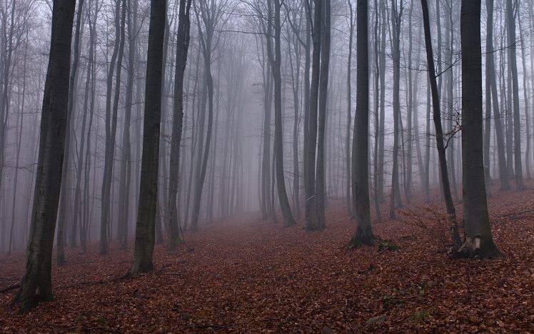 nature, Mist, Trees, Leaves HD Wallpaper Desktop Background