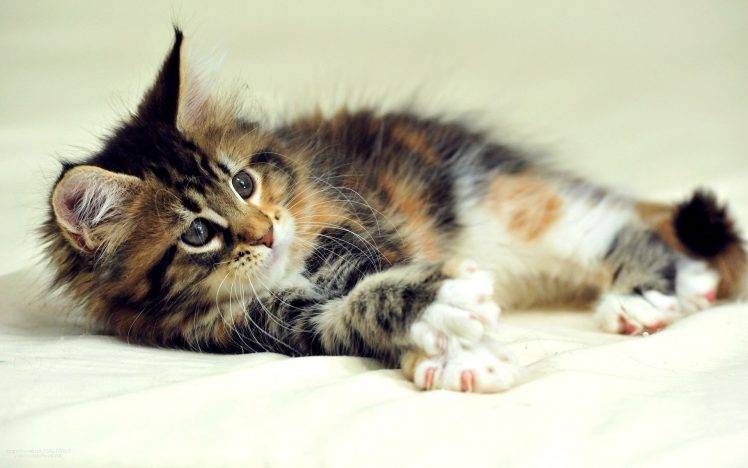 cat, Animals, Kittens HD Wallpaper Desktop Background