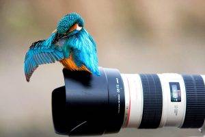 animals, Nature, Birds, Kingfisher, Canon, Camera