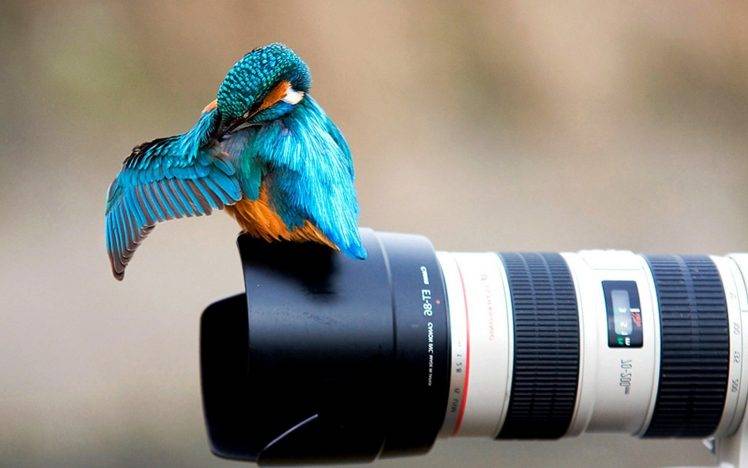 animals, Nature, Birds, Kingfisher, Canon, Camera HD Wallpaper Desktop Background