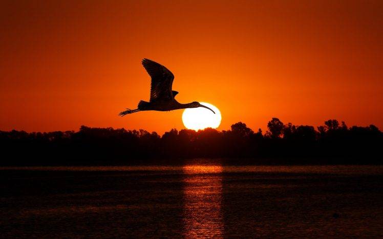 animals, Nature, Birds, Sunset, Silhouette HD Wallpaper Desktop Background