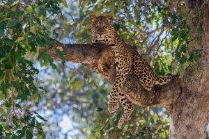 nature, Leopard, Animals, Trees, Bokeh