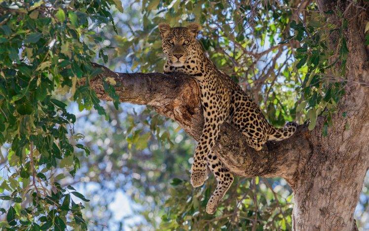 nature, Leopard, Animals, Trees, Bokeh HD Wallpaper Desktop Background