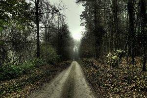 nature, HDR, Trees, Forest, Path, Dirt Road