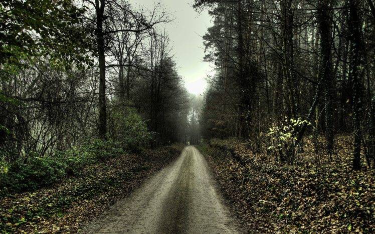 nature, HDR, Trees, Forest, Path, Dirt Road HD Wallpaper Desktop Background