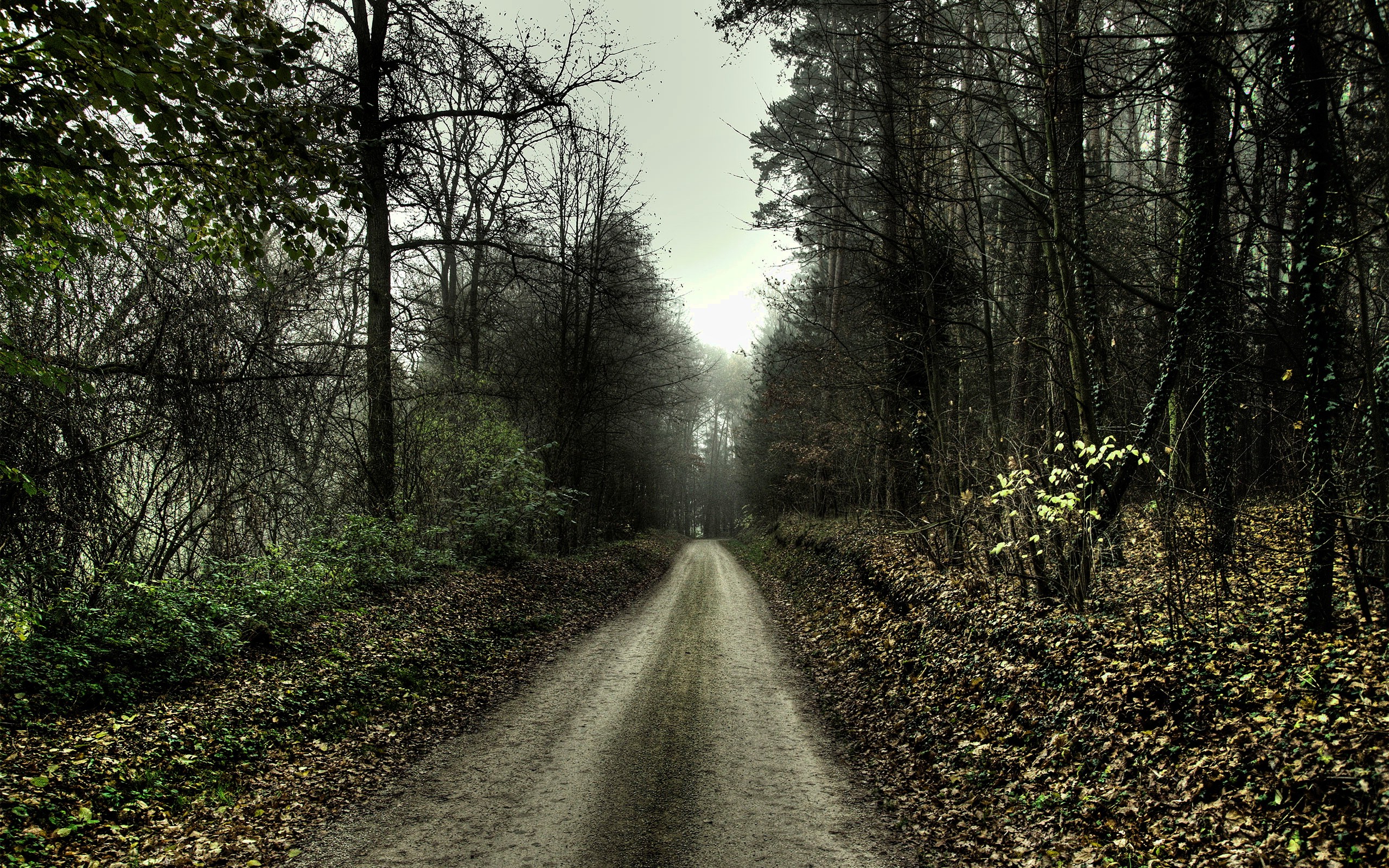 nature, HDR, Trees, Forest, Path, Dirt Road Wallpaper