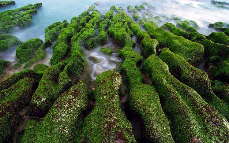 nature, Landscape, Water, Sea, Rock, Algae, Moss, Green, Long Exposure HD Wallpaper Desktop Background