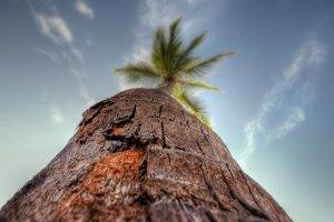 nature, HDR, Sky, Palm Trees, Worms Eye View