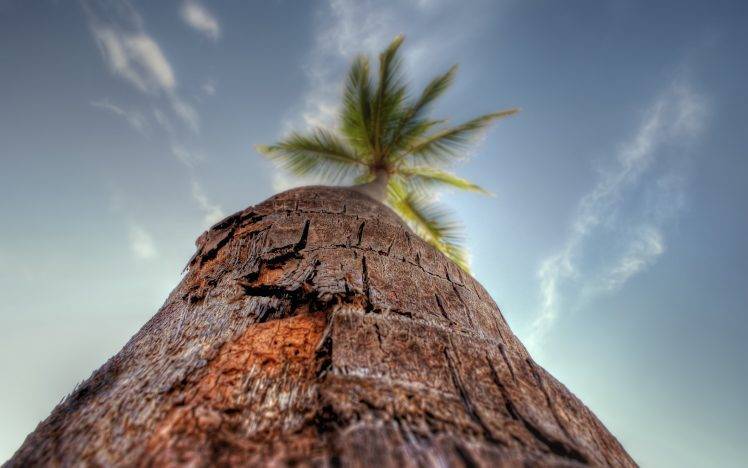 nature, HDR, Sky, Palm Trees, Worms Eye View HD Wallpaper Desktop Background