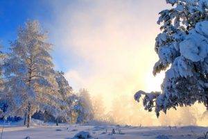 nature, Landscape, Snow, Forest