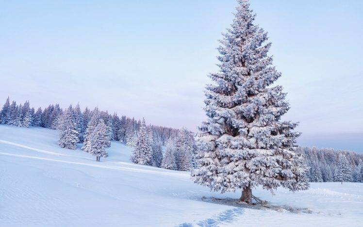 nature, Landscape, Forest, Snow, Trees HD Wallpaper Desktop Background