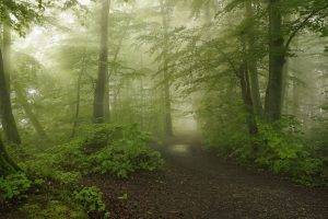 forest, Path, Mist, Morning, Spring, Trees, Moss, Shrubs, Sunlight, Nature, Landscape, Dirt Road