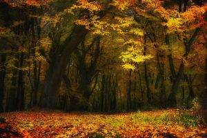 nature, Landscape, Fall, Forest, Trees, Leaves, Yellow, Lights