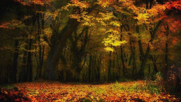 nature, Landscape, Fall, Forest, Trees, Leaves, Yellow, Lights HD Wallpaper Desktop Background