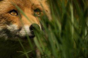 animals, Nature, Fox, Grass