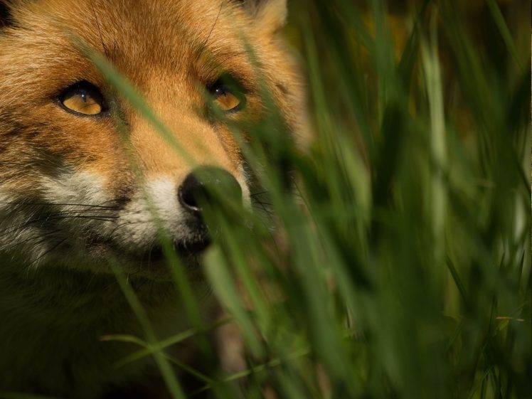 animals, Nature, Fox, Grass HD Wallpaper Desktop Background