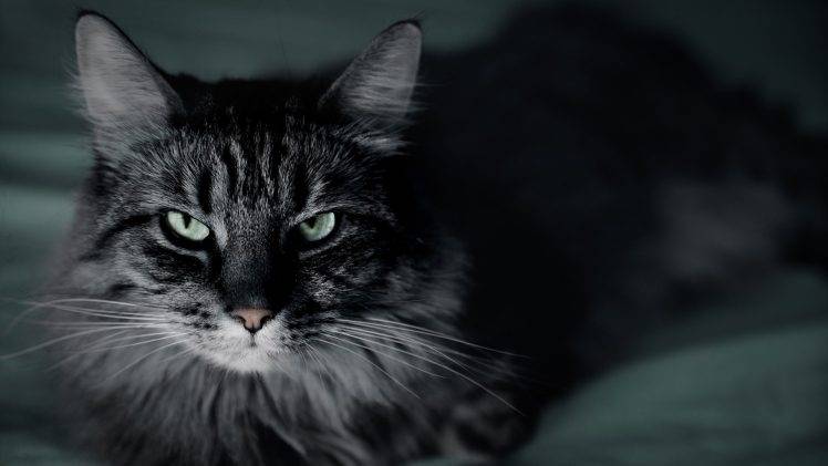 cat, Animals, Gray HD Wallpaper Desktop Background