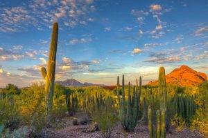 landscape, Nature, Desert, Cactus, Mountain, Arizona