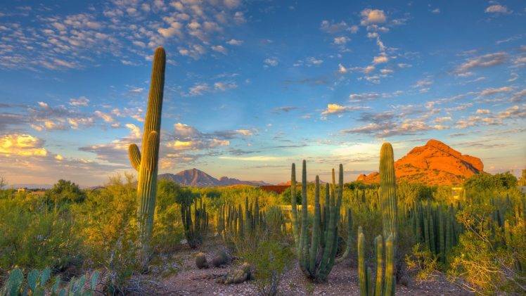 landscape, Nature, Desert, Cactus, Mountain, Arizona HD Wallpaper Desktop Background