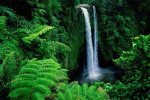 landscape, Nature, Waterfall, Ferns