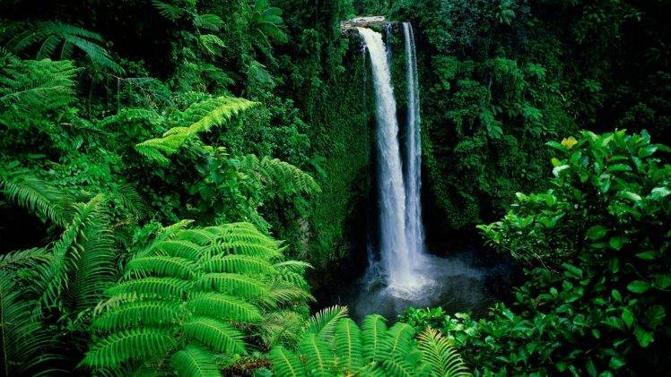 landscape, Nature, Waterfall, Ferns HD Wallpaper Desktop Background