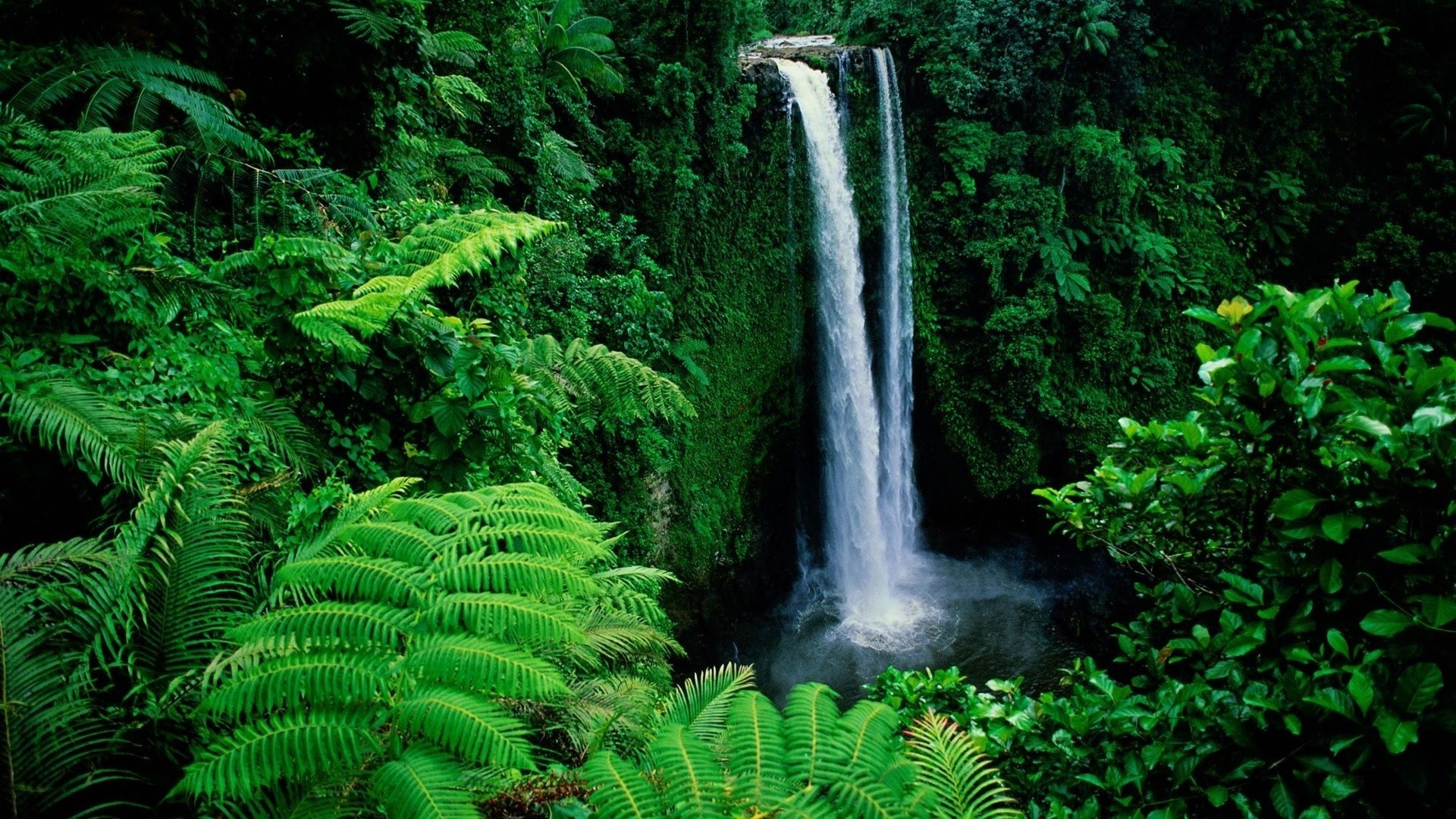 landscape, Nature, Waterfall, Ferns Wallpaper